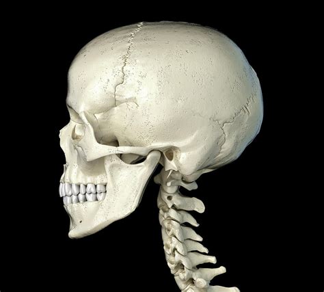 skull side profile